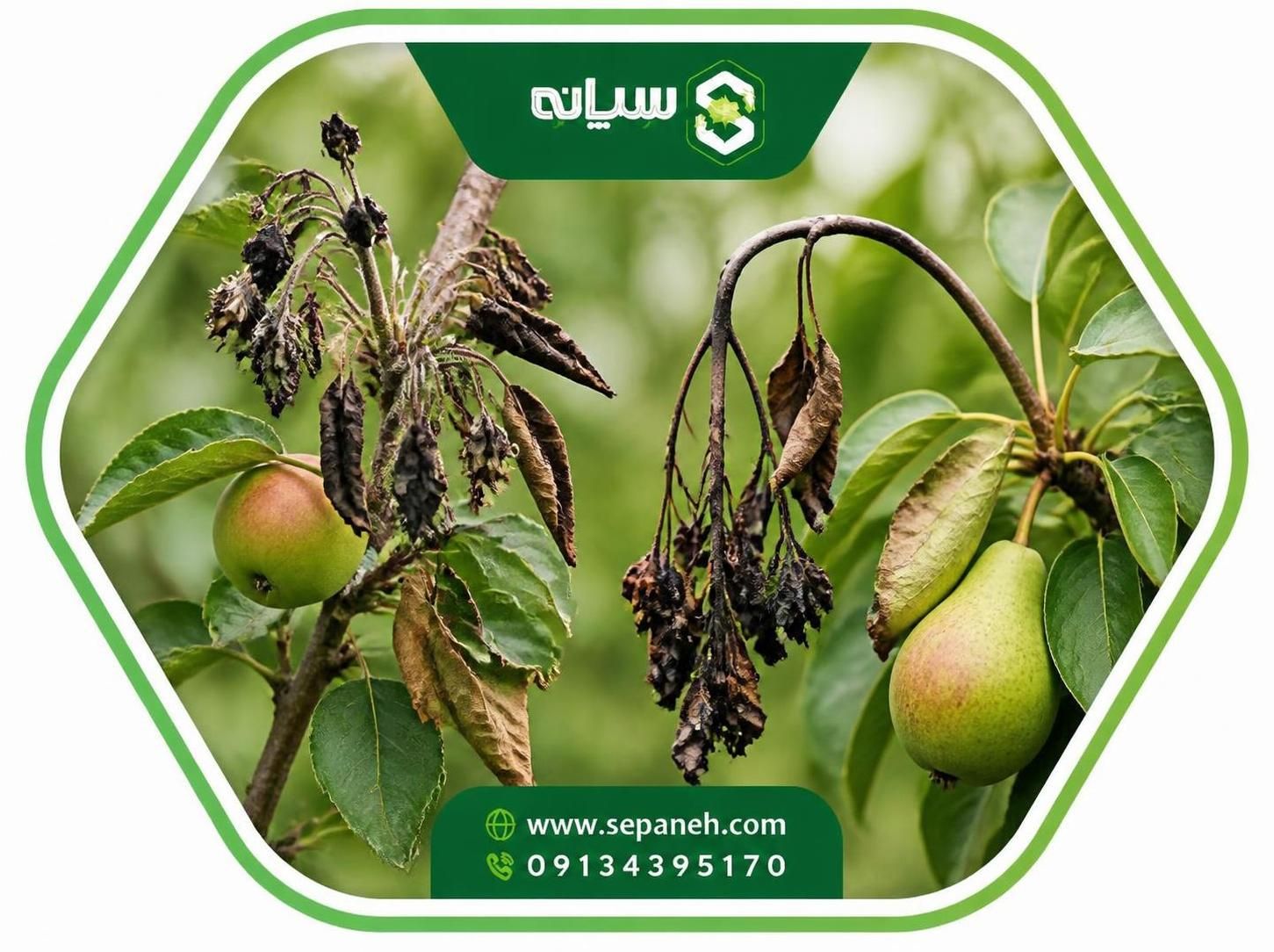 آتشک سیب و گلابی